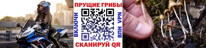 Псилоцибиновые грибы мицелий  купить   Шуя 
